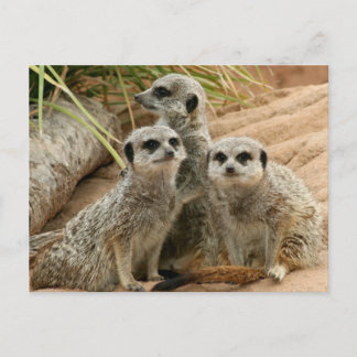 Cartão Postal Meerkats on the lookout