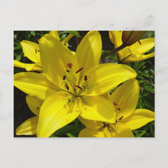 Cartão Postal Meerkerk Gardens (Frente)