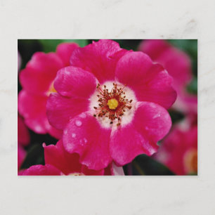 Cartão Postal Meidiland rosa (tm) Shrub Rosa 'Meipoque' Amarelo 