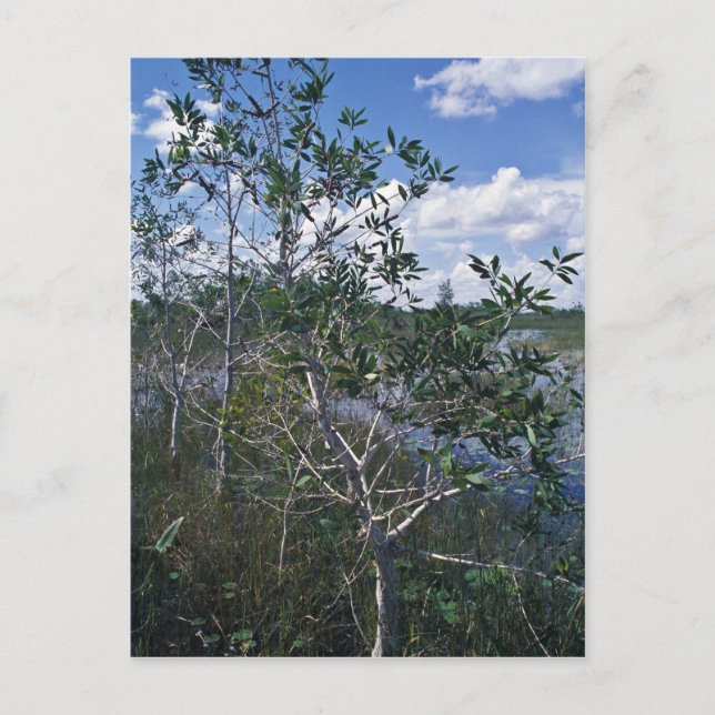 Cartão Postal Melaleuca na zona do pântano (Frente)