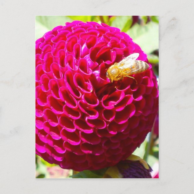 Cartão Postal Melhabeça em uma Flor (Frente)