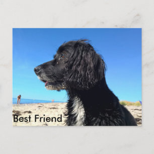 Cartão Postal Melhor Amigo