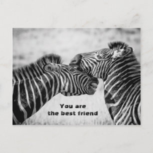 Cartão Postal Melhor citação de amigo com Zebras