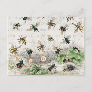 Cartão Postal Melhor Rainha Abelha Entomologia Botânica Vintage