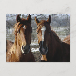 Cartão Postal Melhores Amigos