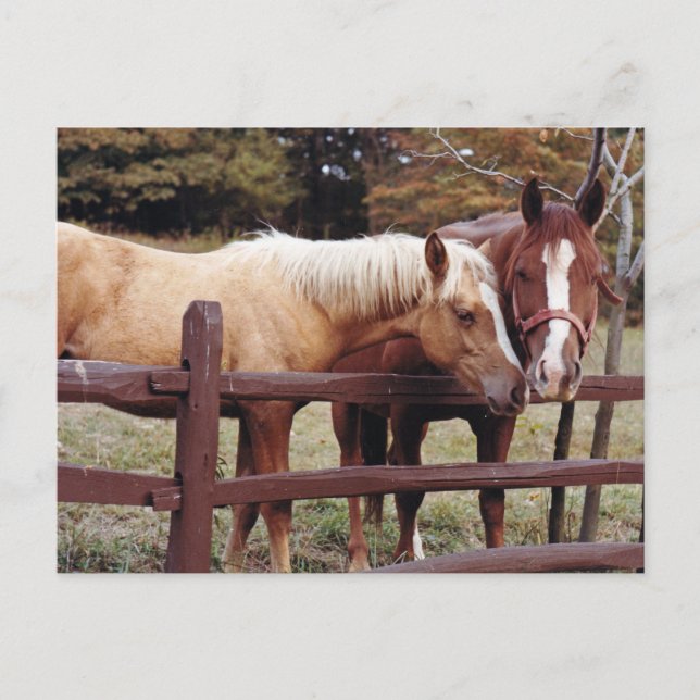 Cartão Postal Melhores Amigos (Frente)