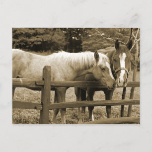 Cartão Postal Melhores Amigos