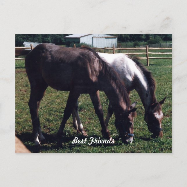 Cartão Postal Melhores Amigos (Frente)