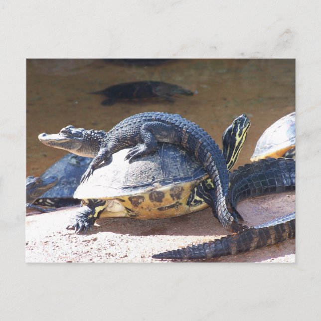 Cartão Postal Melhores amigos (Frente)