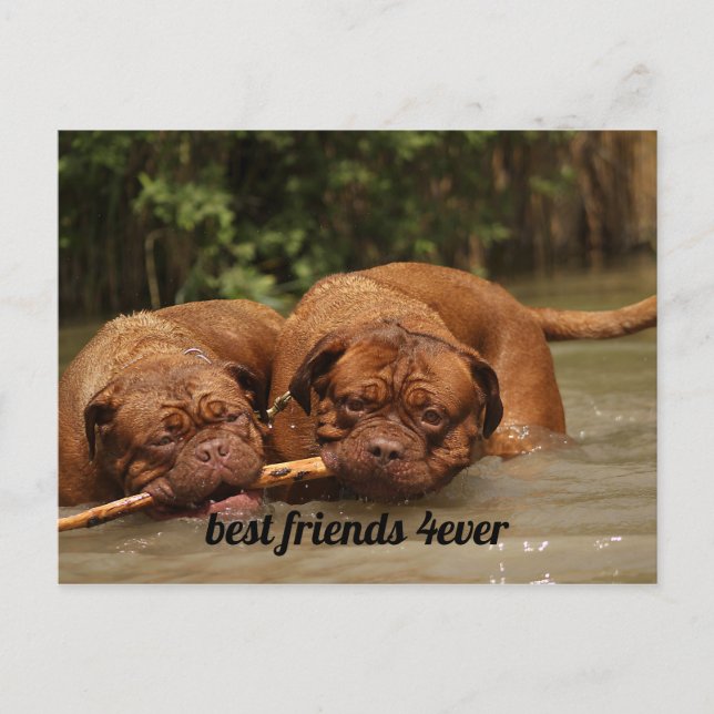 Cartão Postal Melhores Amigos (Frente)