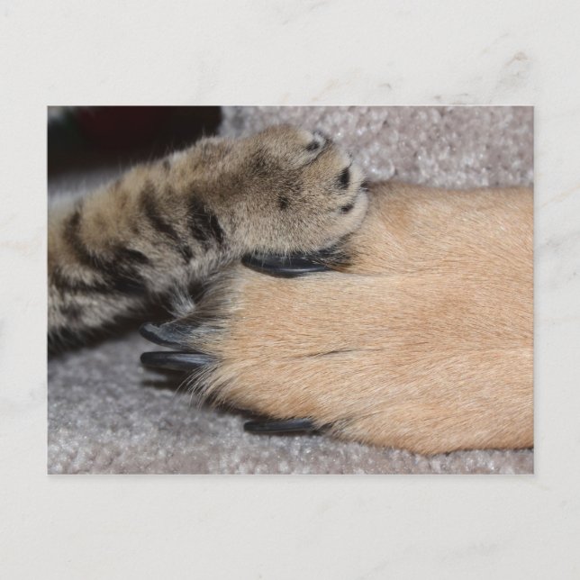 Cartão Postal Melhores Amigos para sempre por Shirley Taylor (Frente)