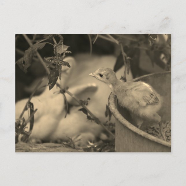 Cartão Postal Melhores Amigos, Talvez? - (Frente)