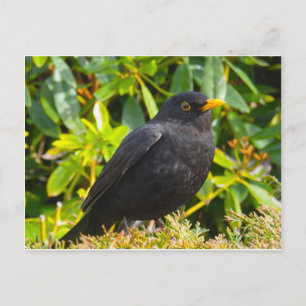Cartão Postal Melro