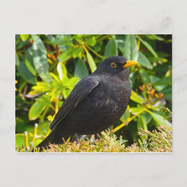 Cartão Postal Melro (Frente)