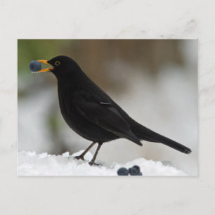 Cartão Postal Melro comendo uvas na neve