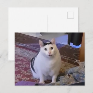 Cartão Postal Meme Gato Huh