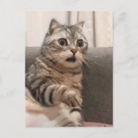 Memória de Gato Chocada do Cartão-Postal