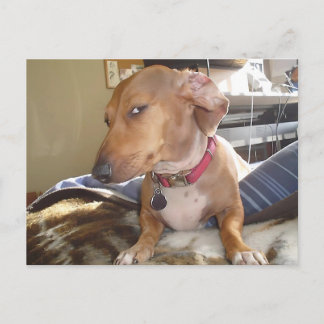 Cartão Postal Memória do Cachorro do Lado do Cartão-Postal