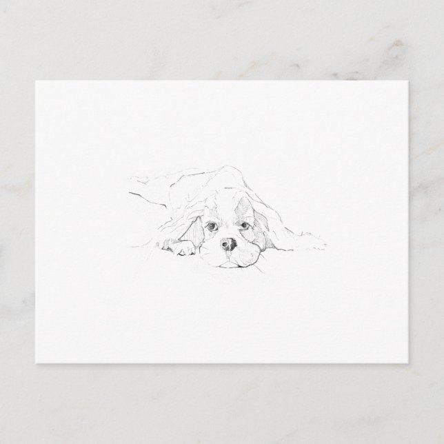 Cartão Postal Memória do Cavalier King Charles Spaniel (Frente)