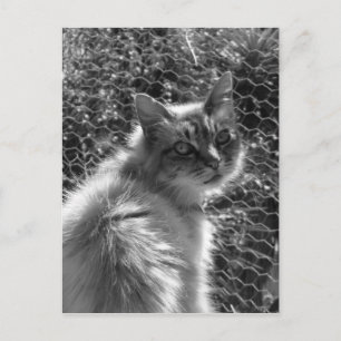 Cartão Postal Memórias