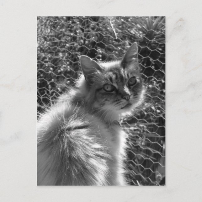 Cartão Postal Memórias (Frente)