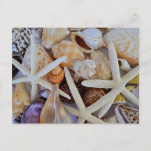 Cartão Postal Menagerie de Vida Marinha