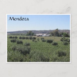 Cartão Postal mendoza winery green