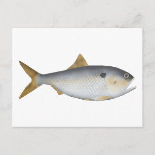 Cartão Postal Menhaden Argentino