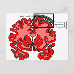 Cartão Postal Meninges