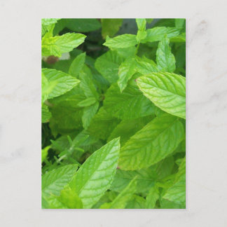 Cartão Postal Menta