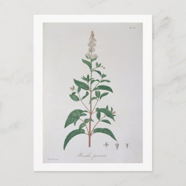 Cartão Postal Mentha Piperita de 'Phytographie Medicale' por Jo (Frente)
