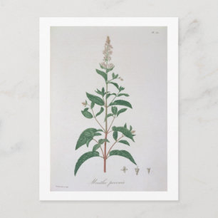 Cartão Postal Mentha Piperita de 'Phytographie Medicale' por Jo