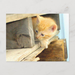 Cartão postal Meow Cats 1