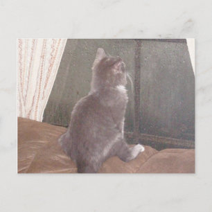 Cartão postal Meow Cats 11