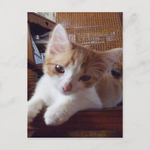Cartão postal Meow Cats 22