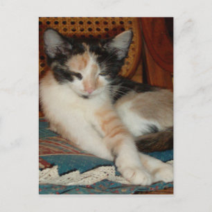 Cartão postal Meow Cats 23