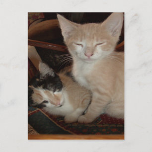 Cartão postal Meow Cats 28