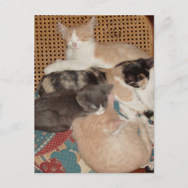 Cartão postal Meow Cats 29 (Frente)
