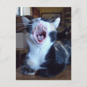 Cartão postal Meow Cats 30