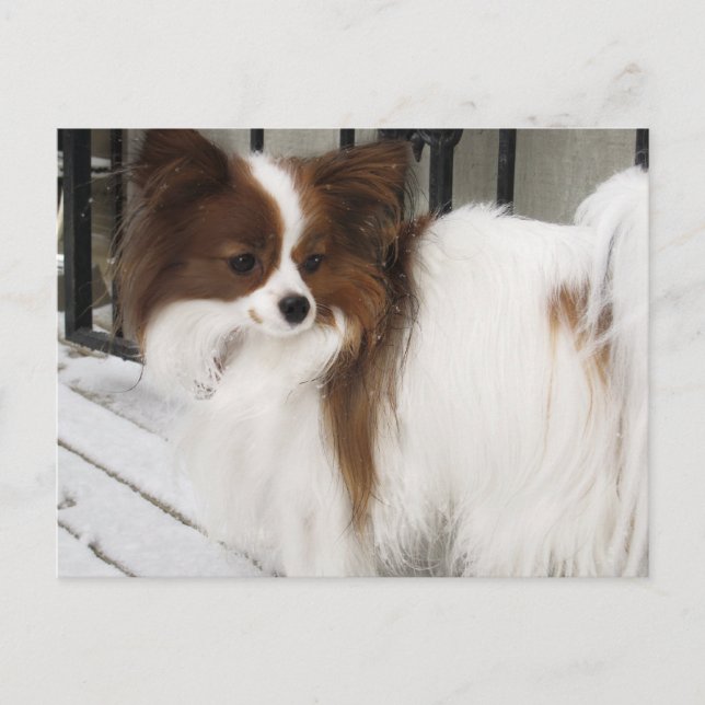 Cartão Postal Mercadoria do canil do herói do beijo de Hershey (Frente)