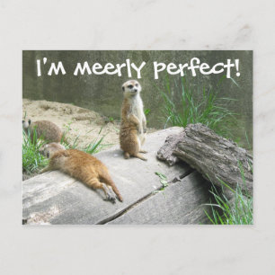 Cartão Postal Merely Perfect Meerkat