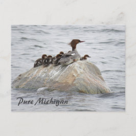 Cartão Postal Merganser e pintinhos, Norte do Michigan