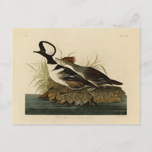Cartão Postal Merganser encapuzado - das Aves da América de Audu