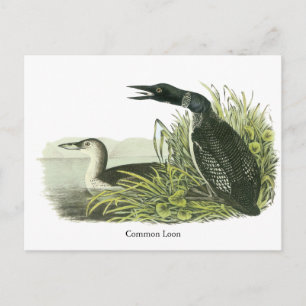 Cartão Postal Mergulhão-comum, John Audubon