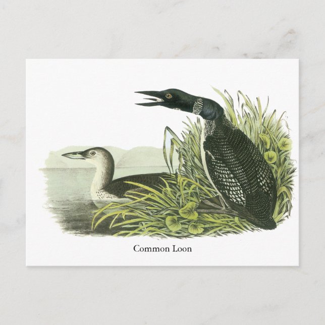 Cartão Postal Mergulhão-comum, John Audubon (Frente)