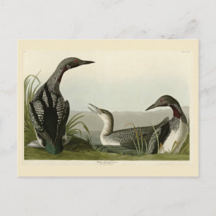 Cartão Postal Mergulhão-de-pescoço-preto Audubon Birds of Americ