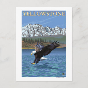 Cartão Postal Mergulho Bald Eagle - Parque Nacional de Yellowsto