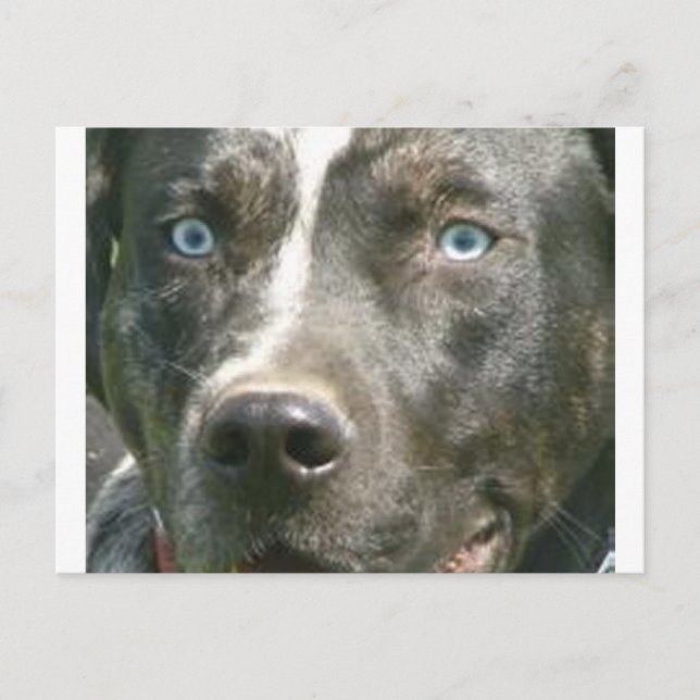 Cartão Postal merle catahoula.png (Frente)