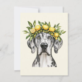 Cartão Postal Merle Great Dane Dog Lemon Crown