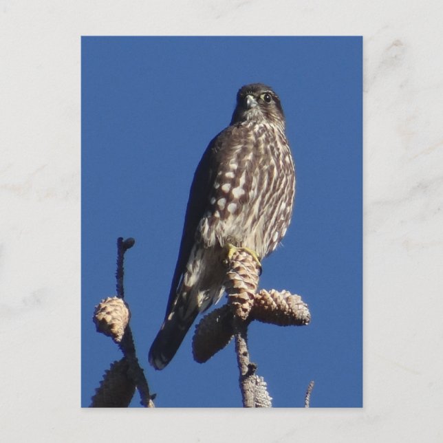 Cartão postal Merlin (Frente)